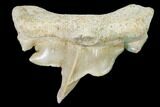 Pathological Shark (Otodus) Tooth - Morocco #108280-1